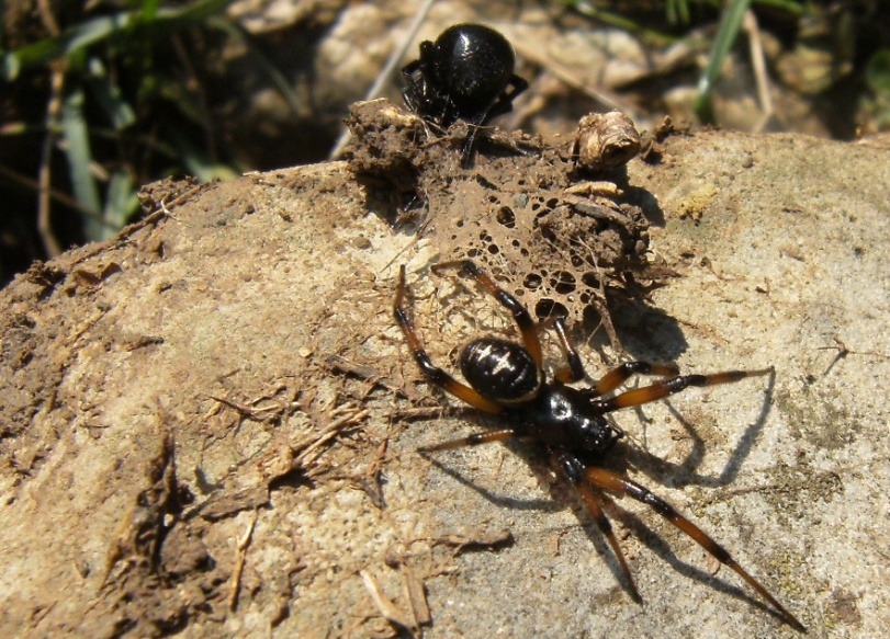 Coppia di Steatoda paykulliana